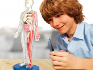 SmartLab Toys Squishy Human Body - piezas incluidas | Gogiks